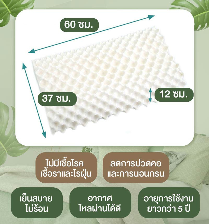 Sleep Health หมอนยางพาราธรรมชาติ รุ่นน๊อบบี้