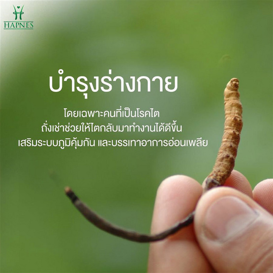 HAPNES ถั่งเช่าและสารสกัดเห็ดหลินจือผสม 30 แคปซูล 3 กล่อง ฟรี ตลับใส่ยา 1 ชิ้น HAPNES ถั่งเช่าและสารสกัดเห็ดหลินจือผสม 30 แคปซูล 3 กล่อง ฟรี ตลับใส่ยา 1 ชิ้น