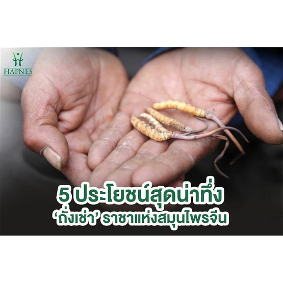 HAPNES ถั่งเช่าและสารสกัดเห็ดหลินจือผสม 108 แคปซูล 1 กล่อง ฟรี ตลับใส่ยา 1 ชิ้น HAPNES ถั่งเช่าและสารสกัดเห็ดหลินจือผสม 108 แคปซูล 1 กล่อง ฟรี ตลับใส่ยา 1 ชิ้น