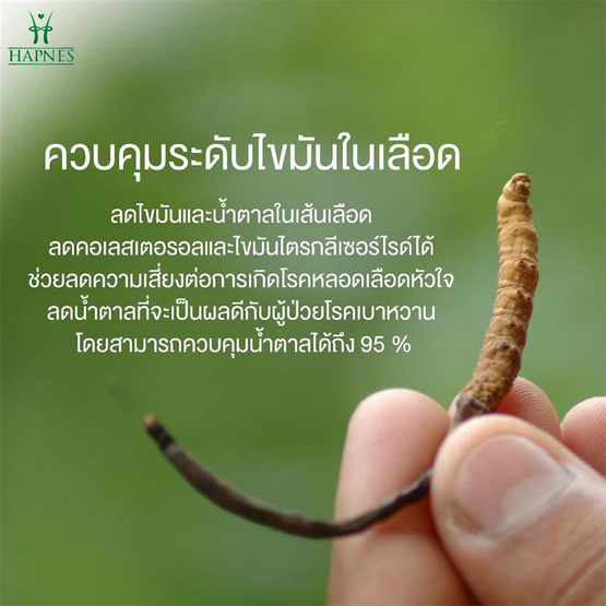 HAPNES ถั่งเช่าและสารสกัดเห็ดหลินจือผสม 108 แคปซูล 1 กล่อง ฟรี ตลับใส่ยา 1 ชิ้น HAPNES ถั่งเช่าและสารสกัดเห็ดหลินจือผสม 108 แคปซูล 1 กล่อง ฟรี ตลับใส่ยา 1 ชิ้น