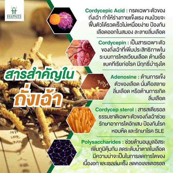 HAPNES ถั่งเช่าและสารสกัดเห็ดหลินจือผสม 108 แคปซูล 1 กล่อง ฟรี ตลับใส่ยา 1 ชิ้น HAPNES ถั่งเช่าและสารสกัดเห็ดหลินจือผสม 108 แคปซูล 1 กล่อง ฟรี ตลับใส่ยา 1 ชิ้น