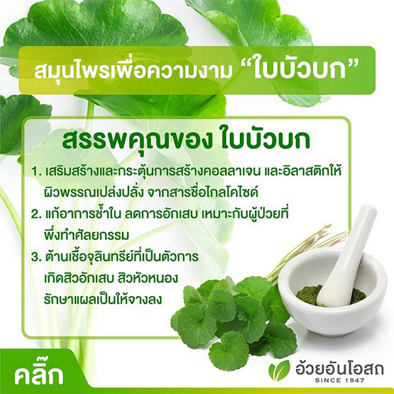 ใบบัวบก (สารสกัดจากใบบัวบก) 60 แคปซูล ใบบัวบก (สารสกัดจากใบบัวบก) 60 แคปซูล