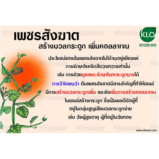 ขาวละออ ยาเม็ดเพชรสังฆาต ตราดอกว่าน 100 เม็ด ขาวละออ ยาเม็ดเพชรสังฆาต ตราดอกว่าน 100 เม็ด