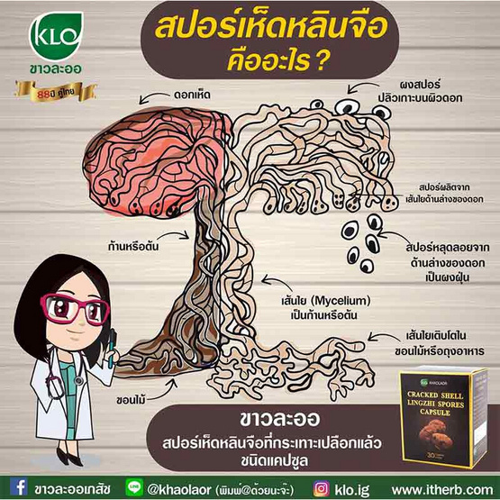 ขาวละออ สปอร์เห็ดหลินจือที่กระเทาะเปลือกแล้ว ชนิดแคปซูล 30 แคปซูล ขาวละออ สปอร์เห็ดหลินจือที่กระเทาะเปลือกแล้ว ชนิดแคปซูล 30 แคปซูล