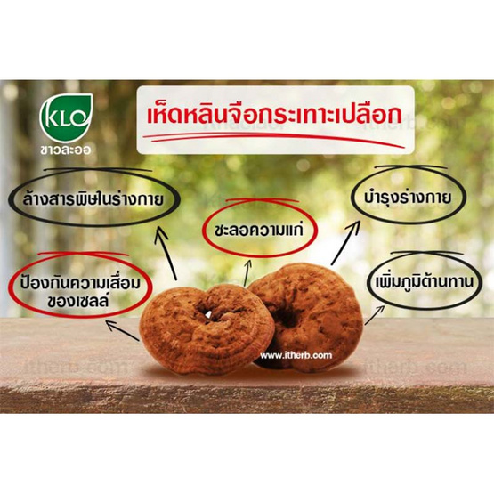 ขาวละออ สปอร์เห็ดหลินจือที่กระเทาะเปลือกแล้ว ชนิดแคปซูล 30 แคปซูล ขาวละออ สปอร์เห็ดหลินจือที่กระเทาะเปลือกแล้ว ชนิดแคปซูล 30 แคปซูล