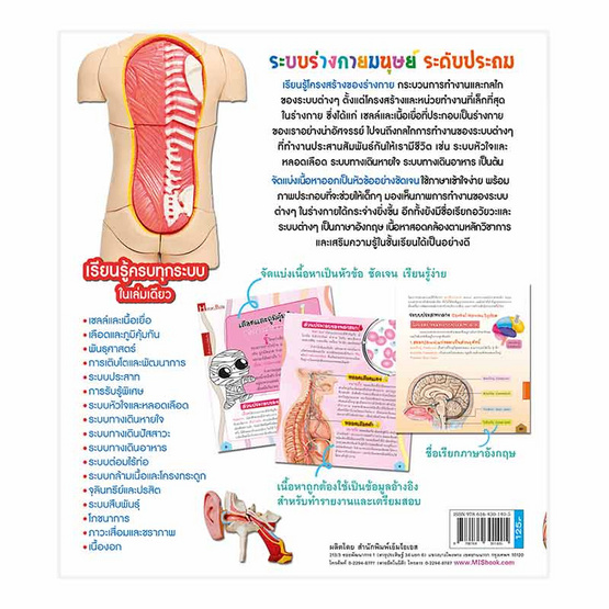 ระบบร่างกายมนุษย์ ระดับประถม Human Body ระบบร่างกายมนุษย์ ระดับประถม Human Body