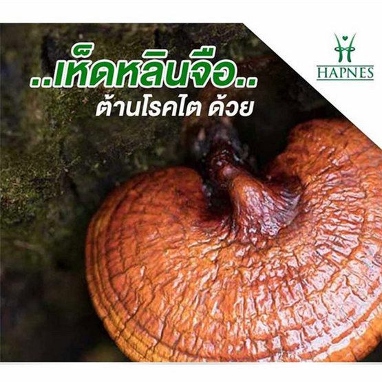 HAPNES เห็ดหลินจือผสม 30 แคปซูล 5 กล่อง HAPNES เห็ดหลินจือผสม 30 แคปซูล 5 กล่อง