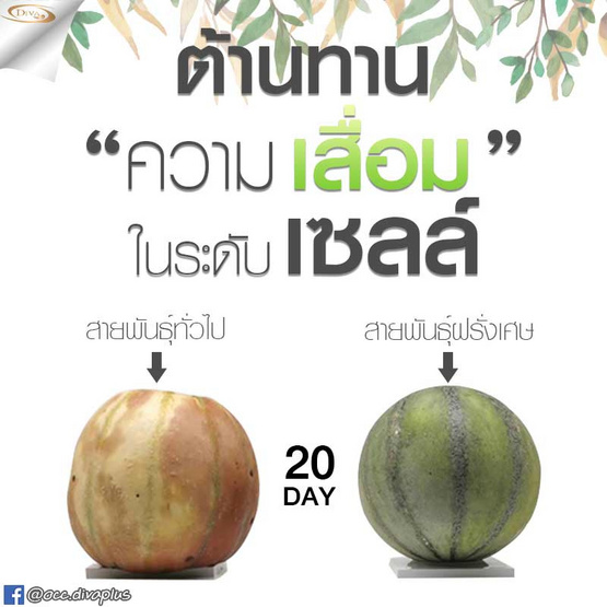 Diva plus คอลลาเจน ไตรเปปไทด์ รสสตรอเบอร์รี่ 1 กล่อง และ รสแอปเปิ้ล 2 กล่อง (บรรจุ 10 ซอง/กล่อง) Diva plus คอลลาเจน ไตรเปปไทด์ รสสตรอเบอร์รี่ 1 กล่อง และ รสแอปเปิ้ล 2 กล่อง (บรรจุ 10 ซอง/กล่อง)