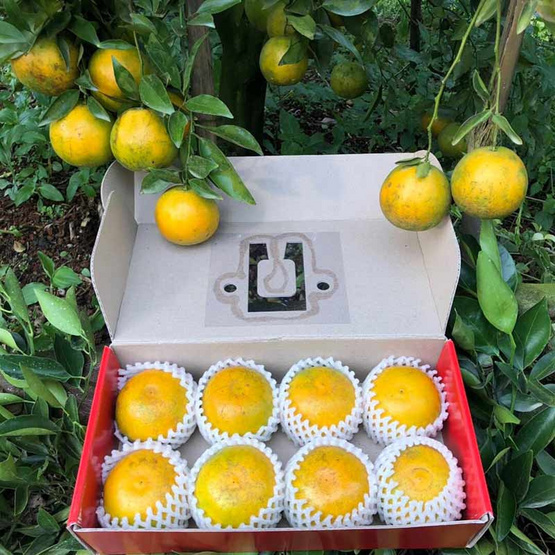 สวนร่มเกล้า ส้มกล่องมงคล 8 ลูก สวนร่มเกล้า ส้มกล่องมงคล 8 ลูก